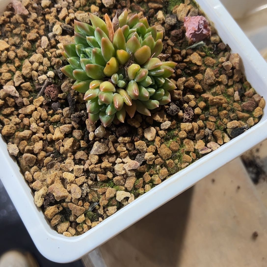 陨石小群多肉植物