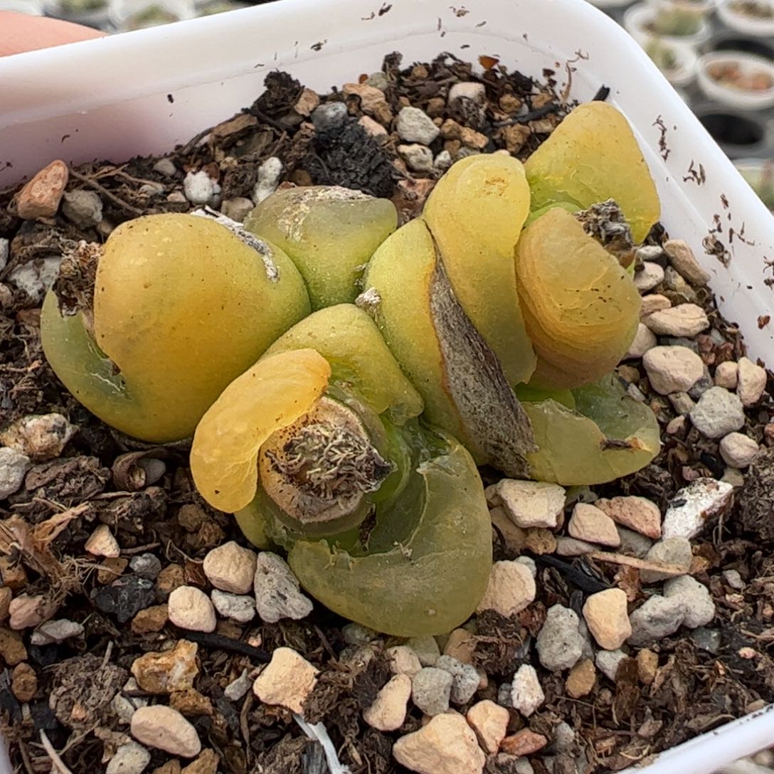 0863多肉植物百科