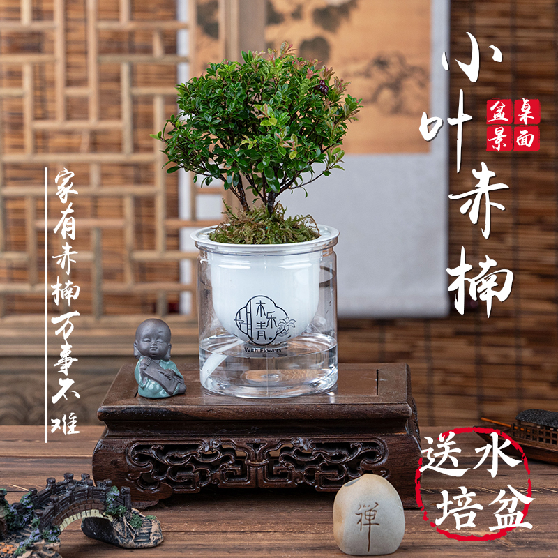 小叶赤楠老桩盆栽植物室内客厅中式禅意微盆景茶桌小摆件创意绿植商品图