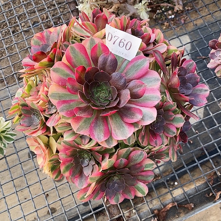 760雨荷多肉植物法师