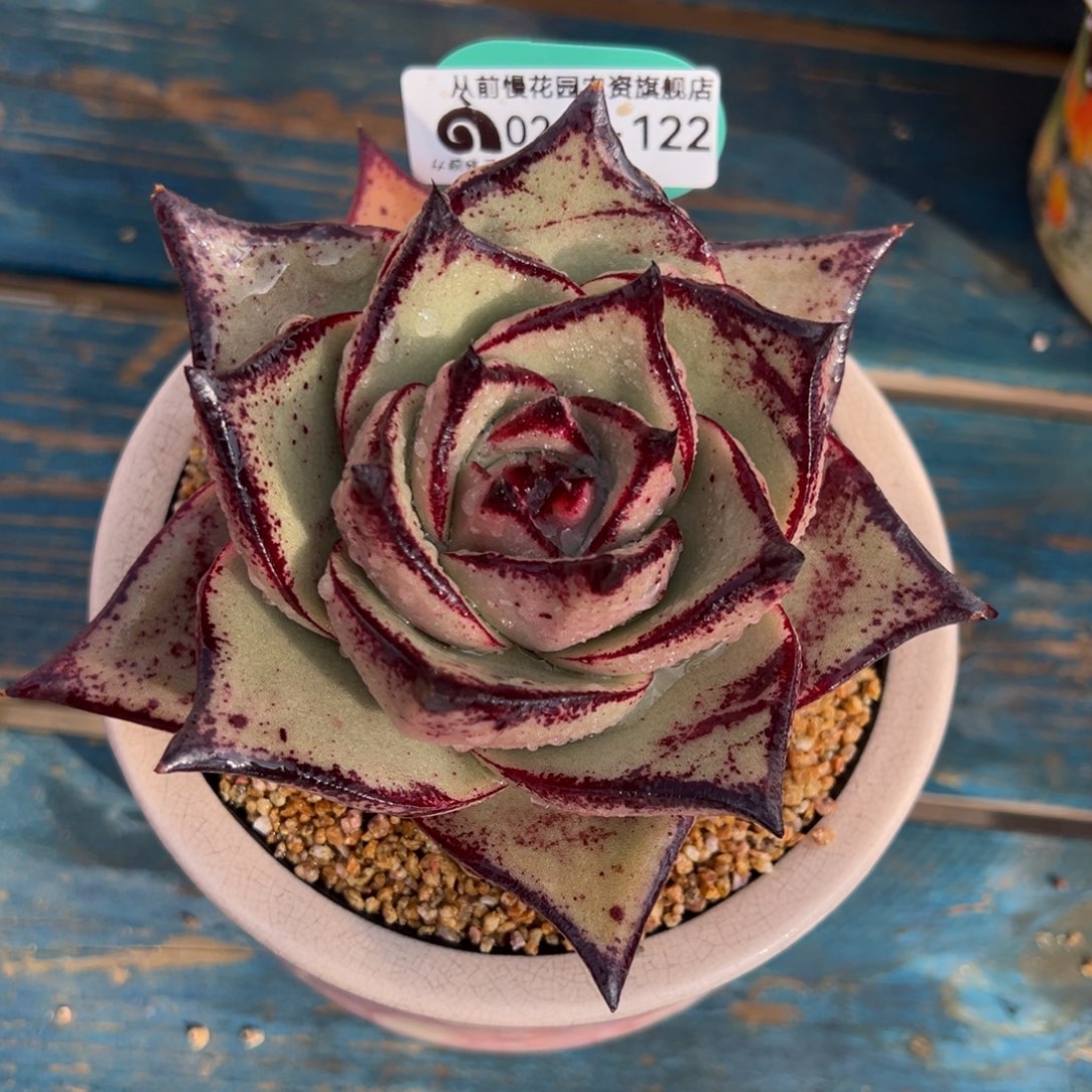 从前慢多肉精选编号0211.122