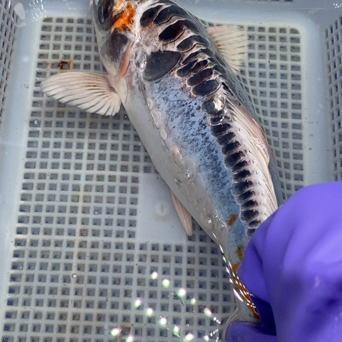 锦鲤冷水锦鲤包邮