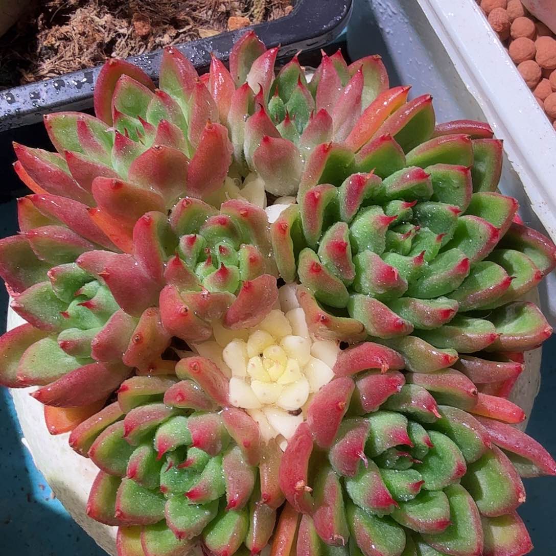 麻脸东云阴阳，多肉植物