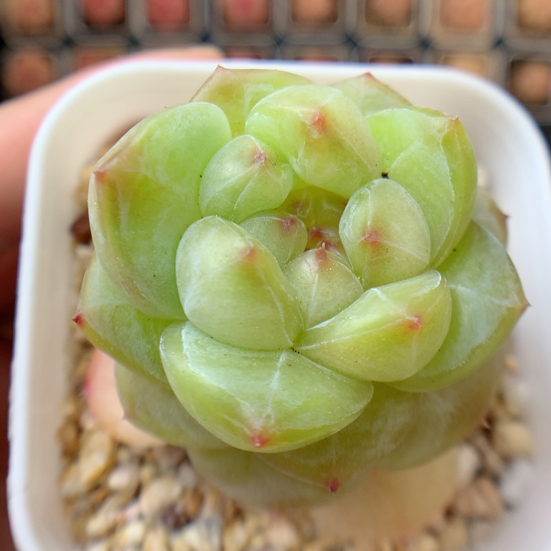 一物一拍精品多肉。糖心7