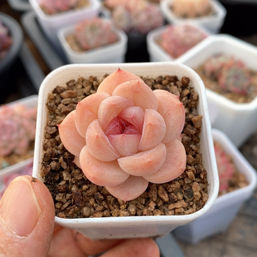 精品多肉一物一拍172