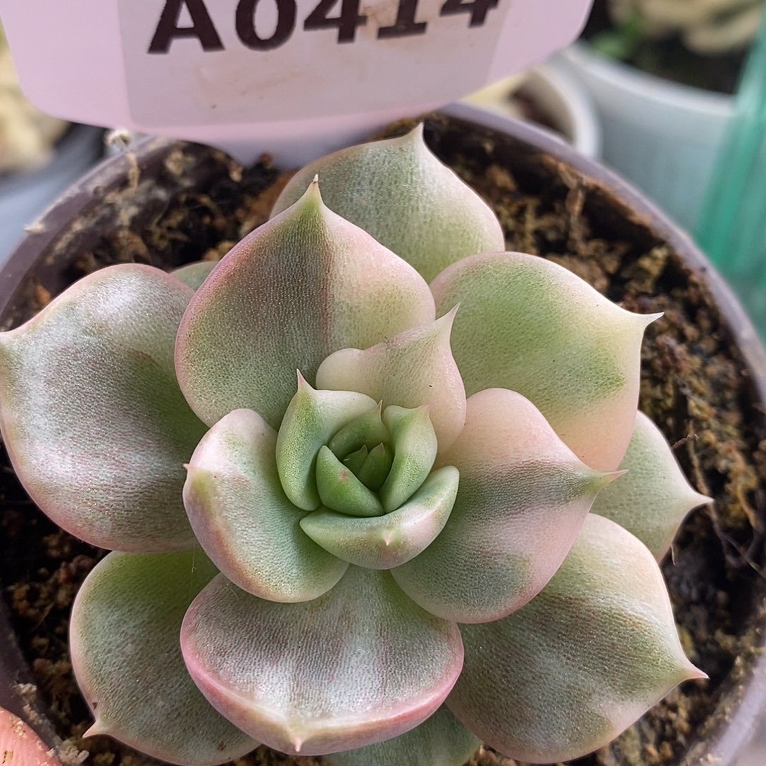 414全拉丝贝哈尔湖哈哈哈
