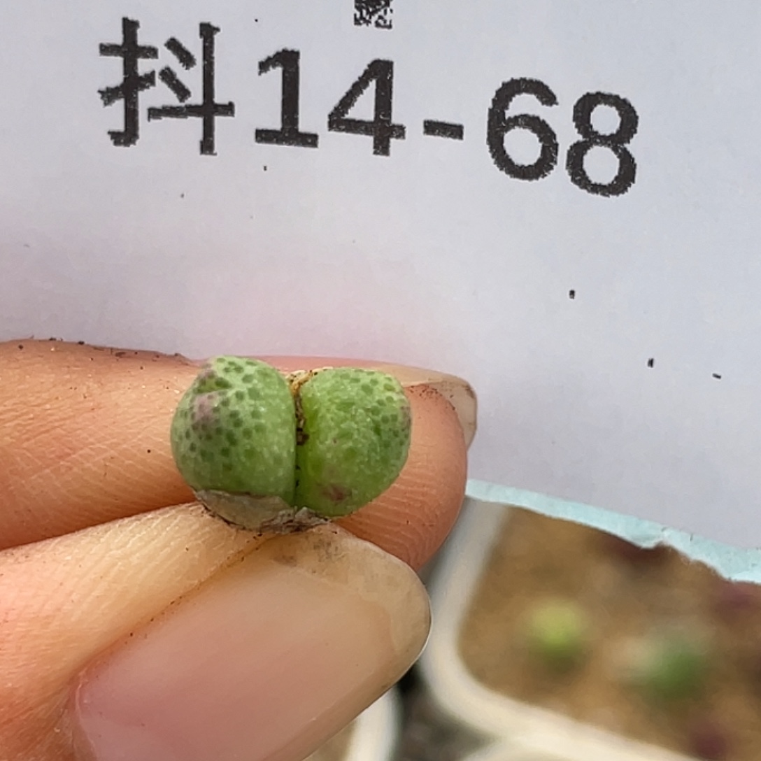 14-68草莓斑马多肉植物