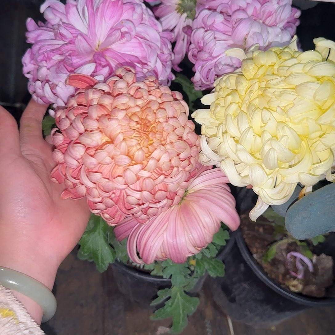 全部花朵J7777777777