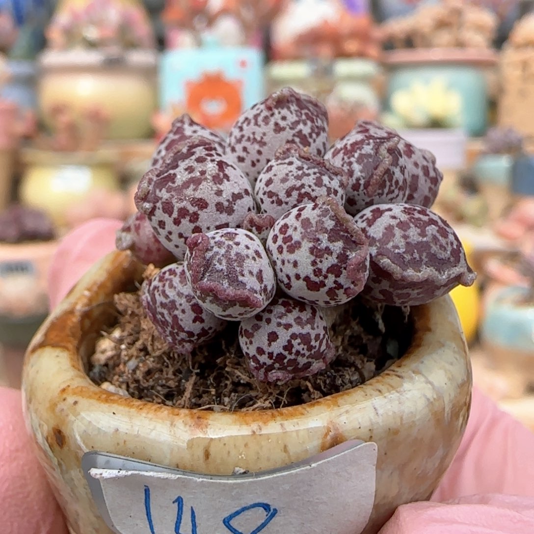 优选 芝麻海豹 一物一拍