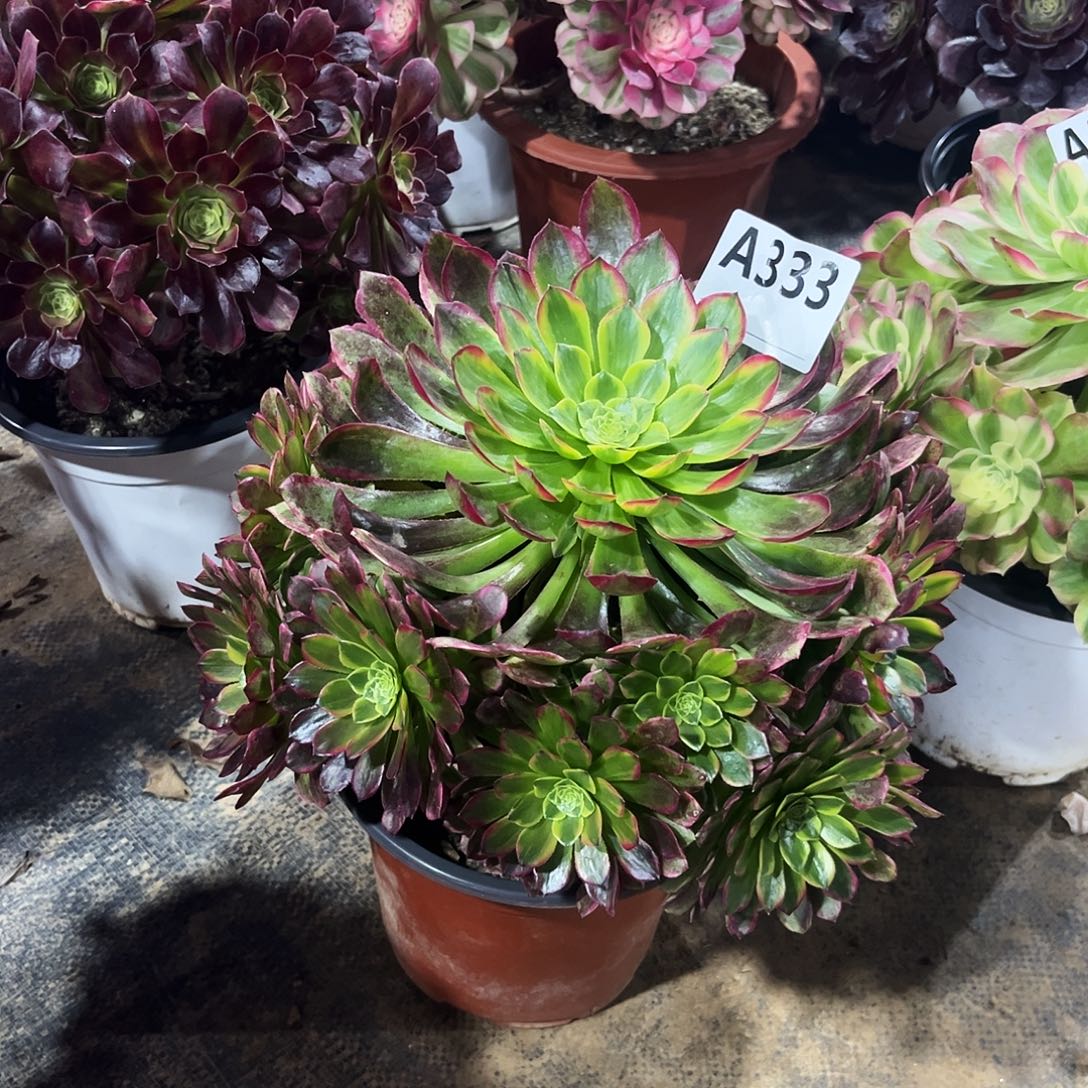 多肉植物朝霞锦333多肉