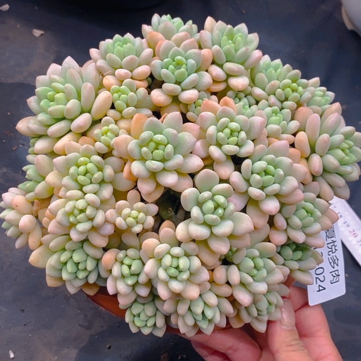 夏悦多肉0212-24洛可可