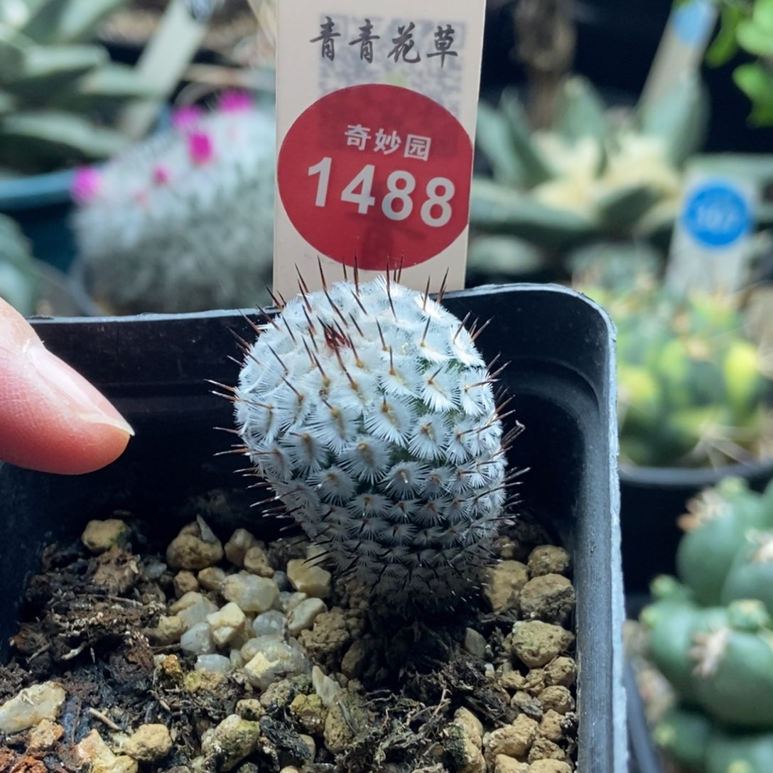 实生直刺佩雷2.3cm一棵仙人球