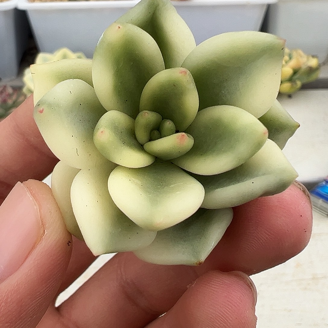 助之松锦多肉植物