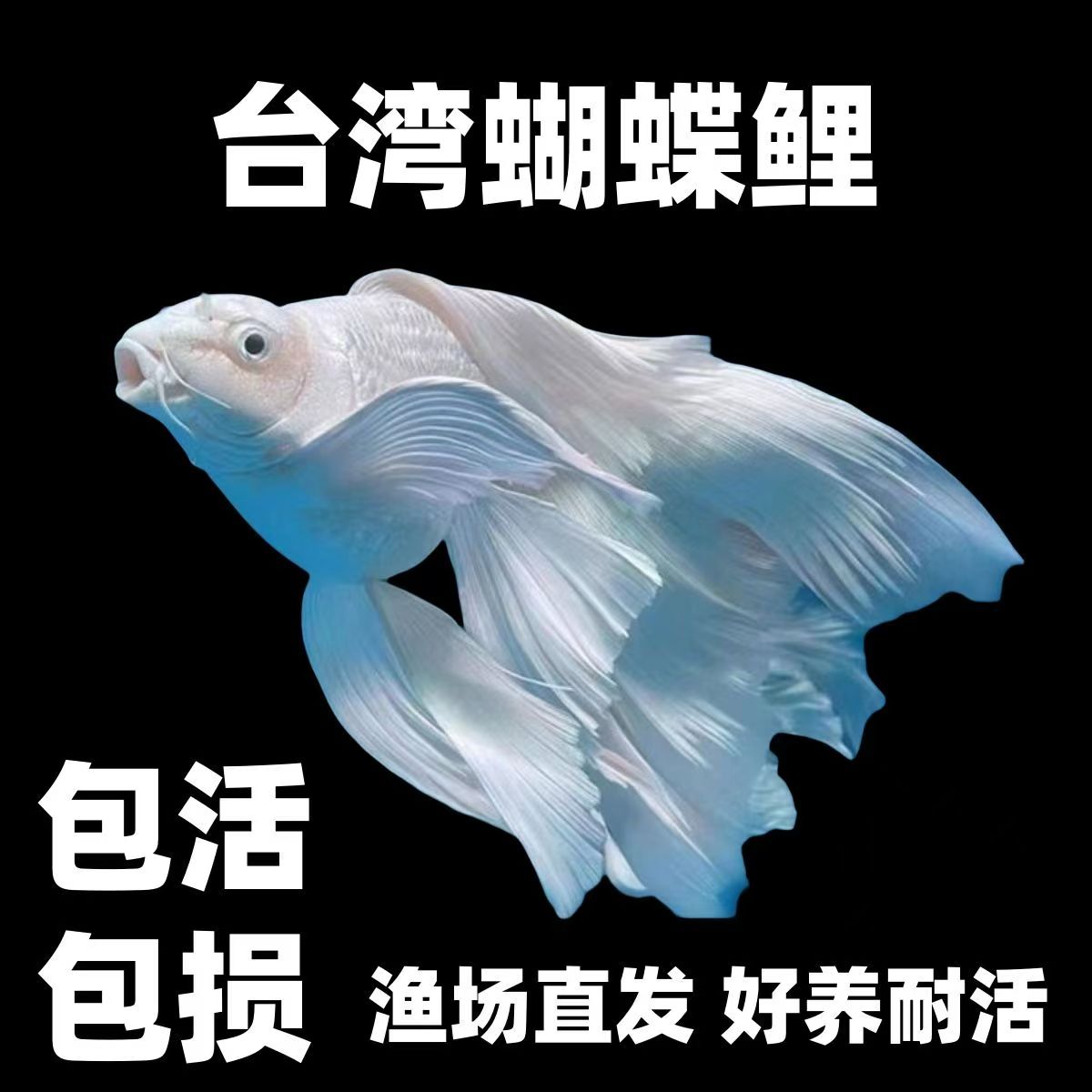 蝴蝶鲤鱼短球纯种台系贵妃体白色精品观赏鱼养鱼饲养活体发货