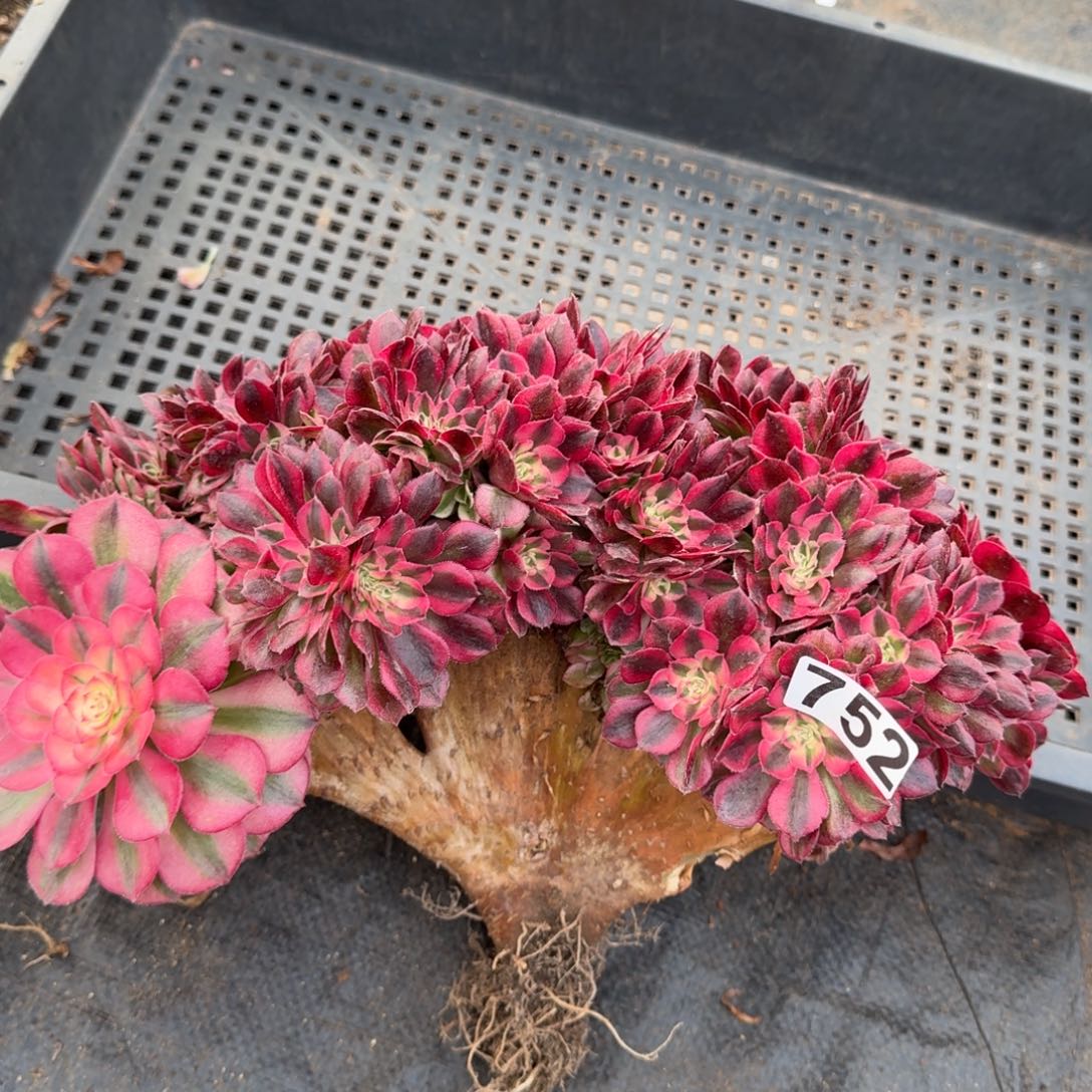 752多肉植物倾城缀有干伤特价