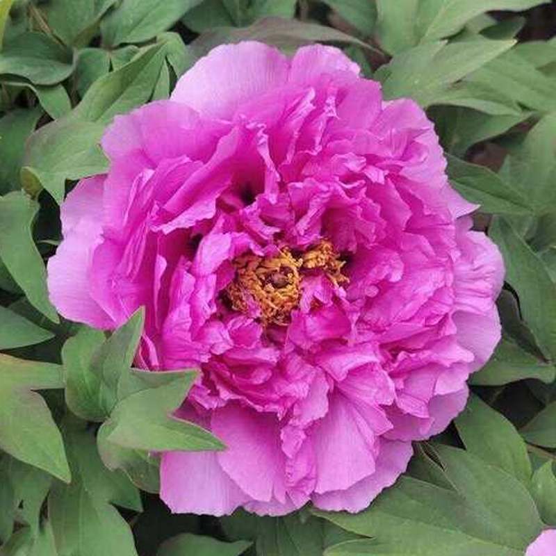 【富贵满堂】洛阳牡丹花苗观赏重瓣耐寒盆栽室内庭院四季牡丹带芽