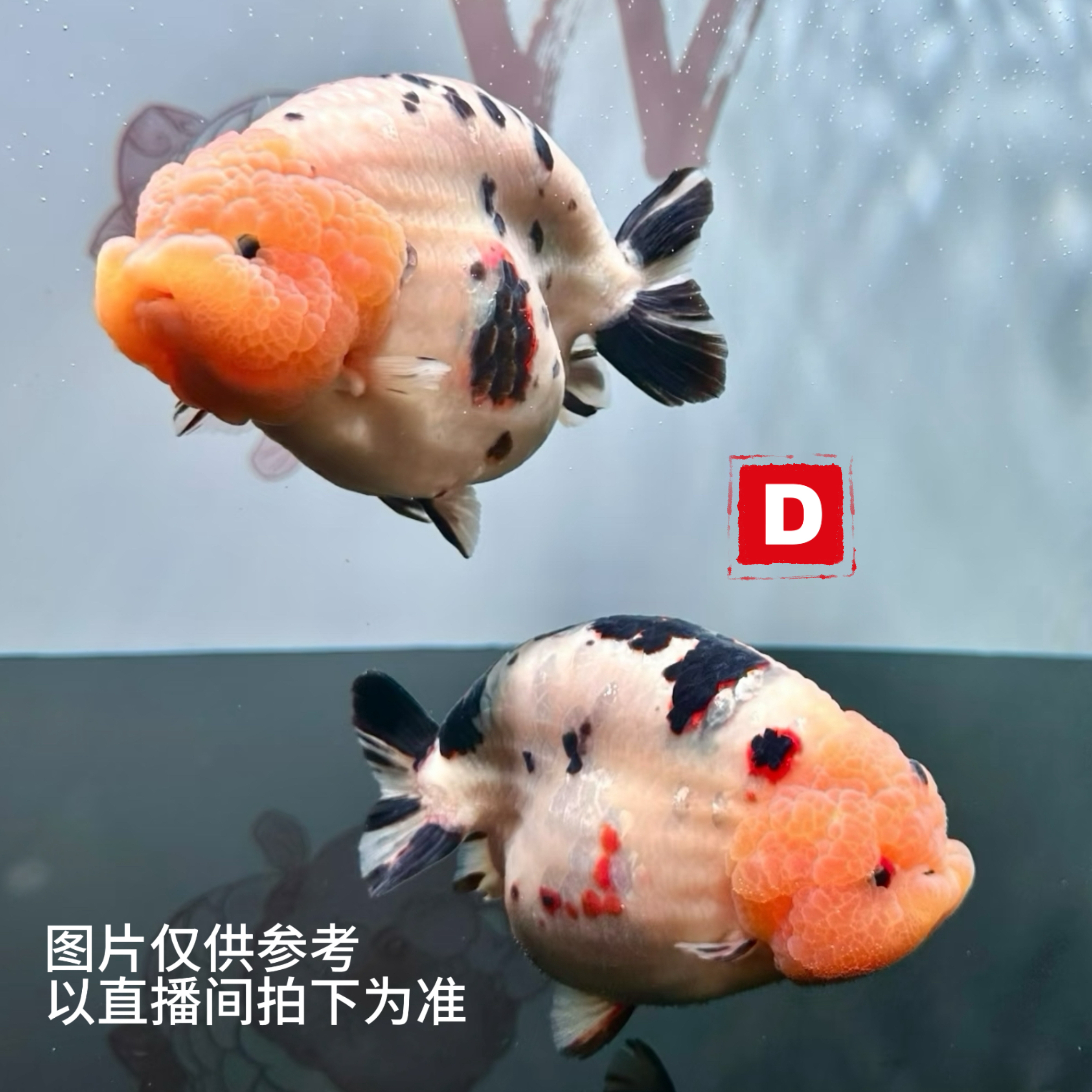 【D金鱼】兰寿狮子观赏鱼拍前请阅读买家须知 运费到付