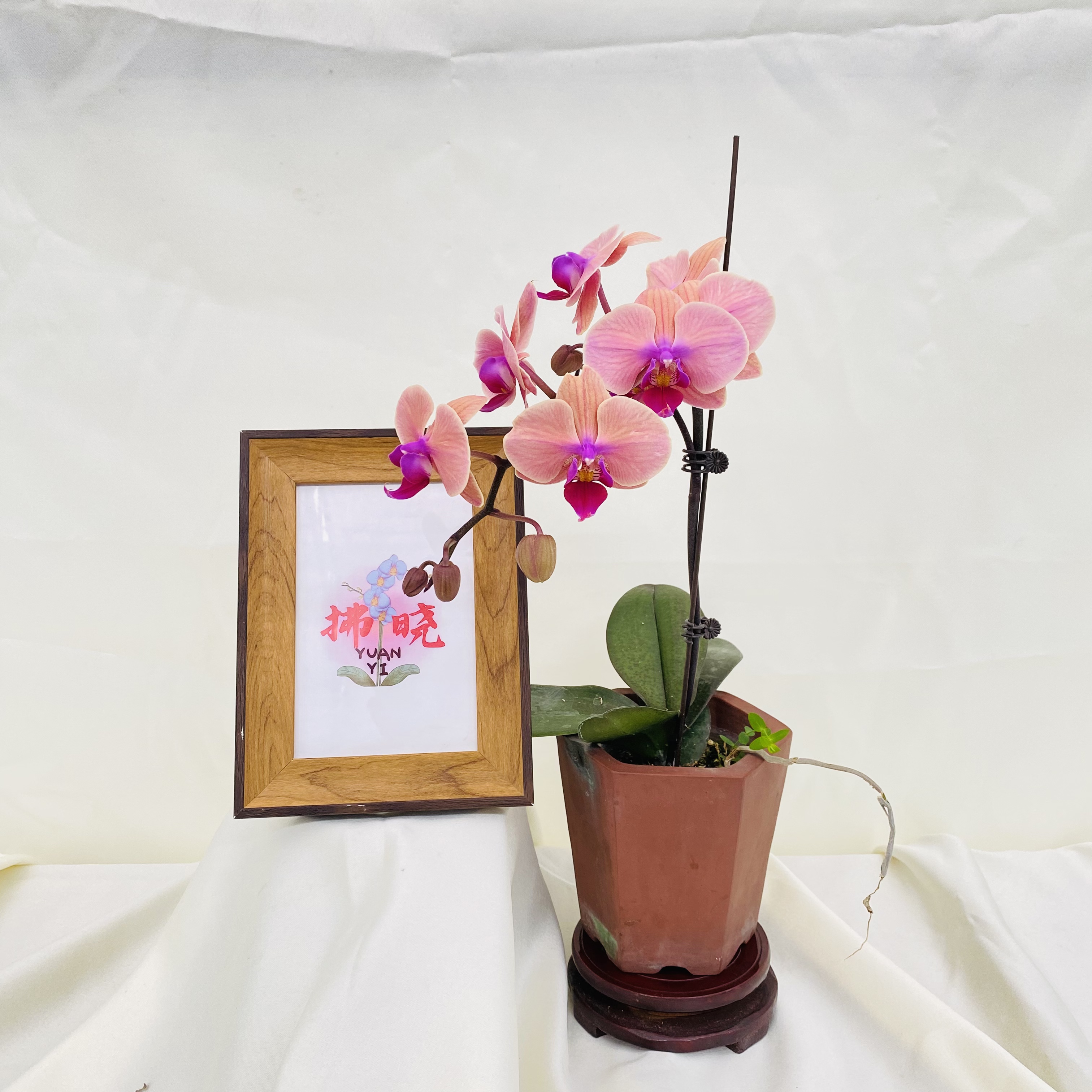 拂晓蝴蝶兰（蝴蝶兰开口笑双剑带花）开花珠发货