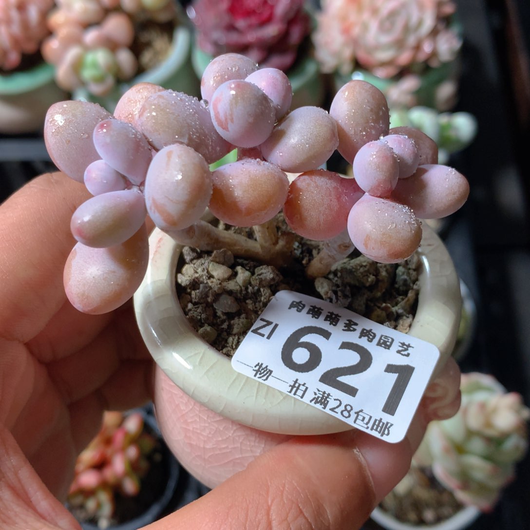 5CM拇指盆精控多肉ZI621