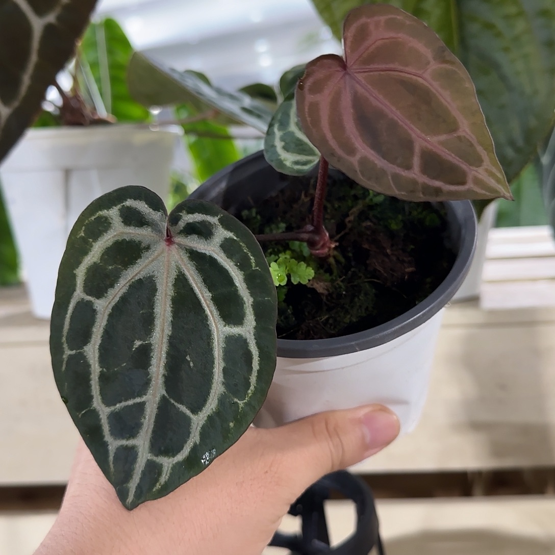 无花朵紫水晶花烛