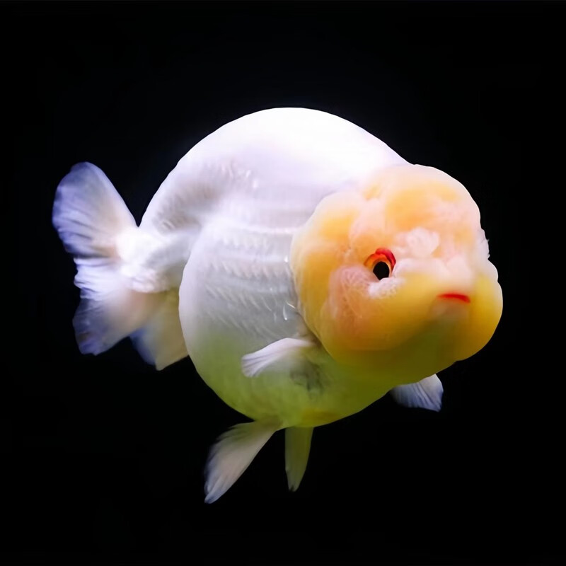 妖妖兰寿金鱼 一鱼一拍 邮费到付