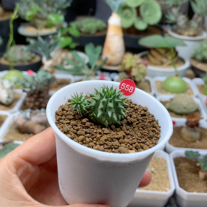 小海胆大戟自根带盆