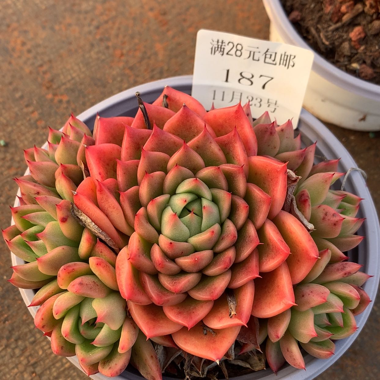 【闪购商品】云187号