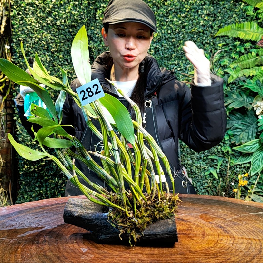 【闪购商品】282苏瓣花