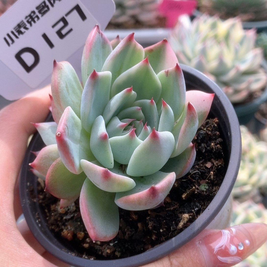 D127锦锦锦锦锦锦锦