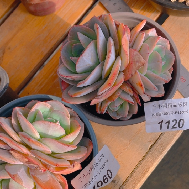 谢谢你的支持00001120