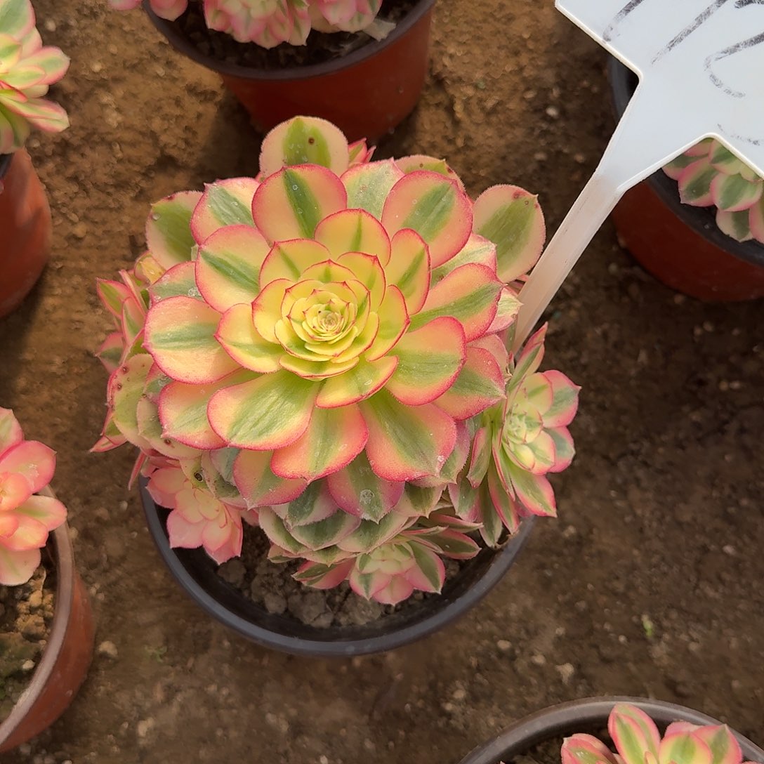 4123荔枝多肉法师多肉