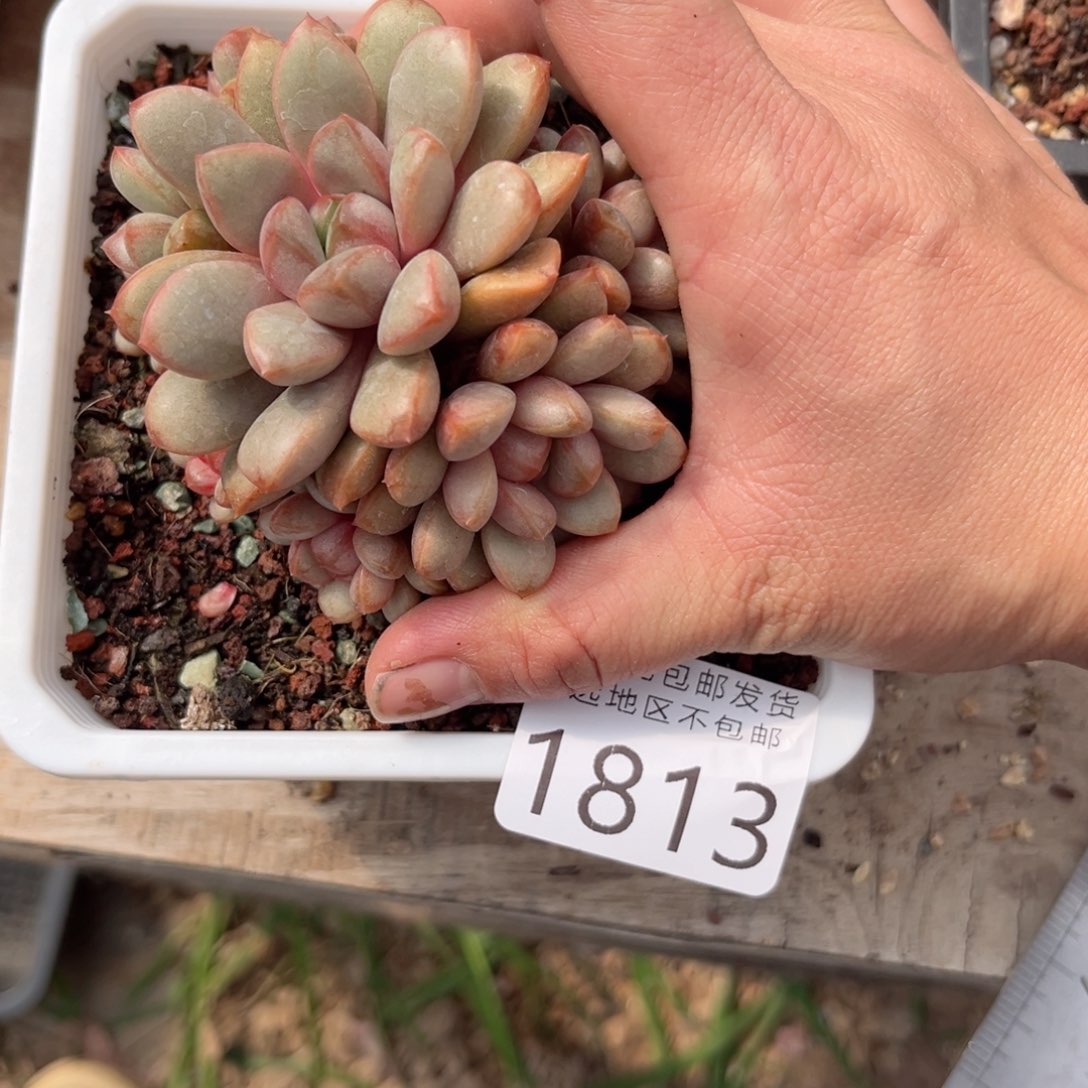 大1813/）d b x n c nv b n