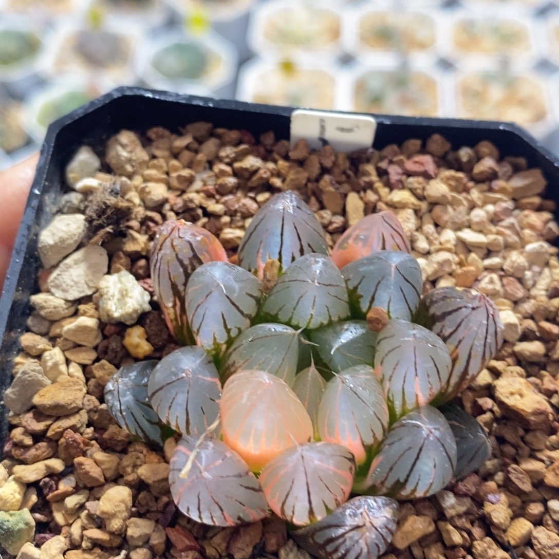 不开花植物5霓虹灯