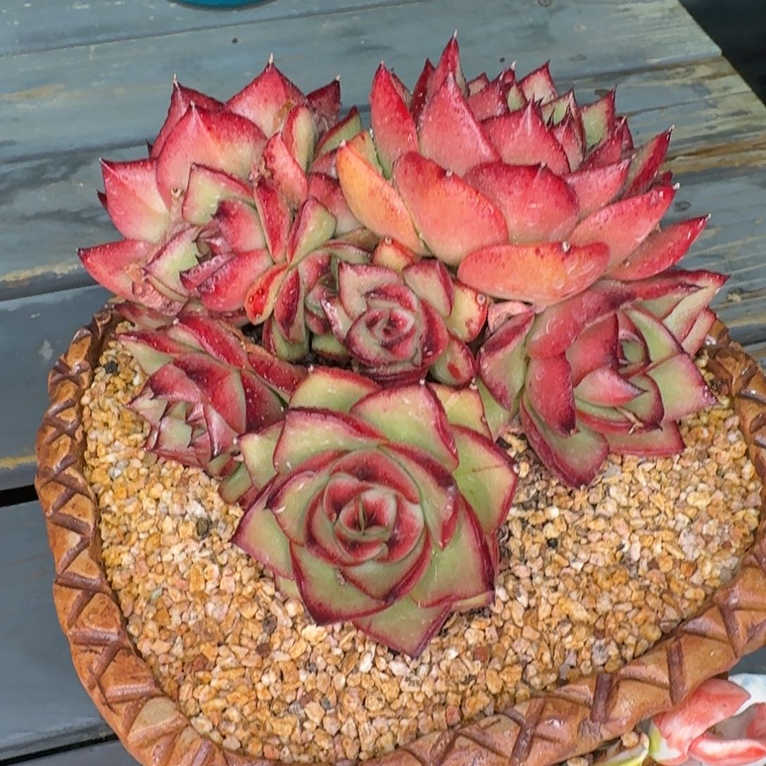 从前慢多肉精选编号1207.455