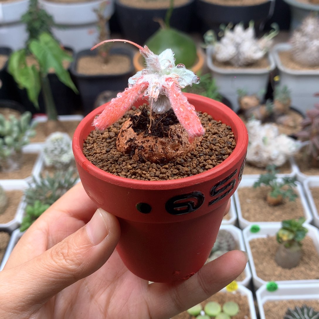 红花断崖女王带盆