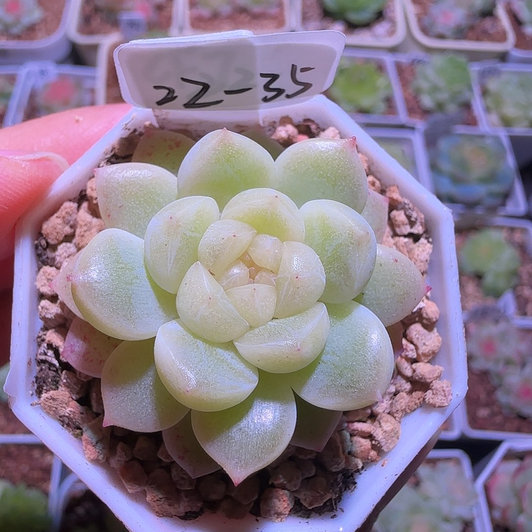 22-35福利财富密码CF7