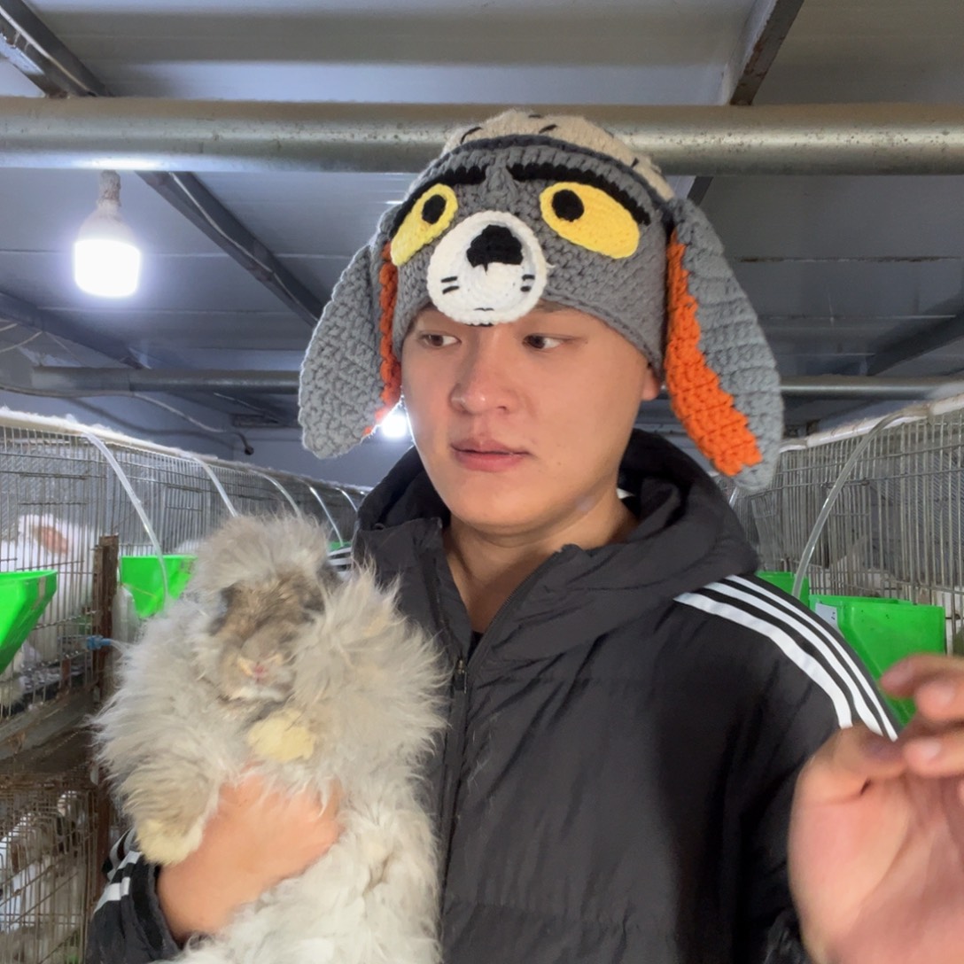 张***蕾宠物兔英系安哥拉兔