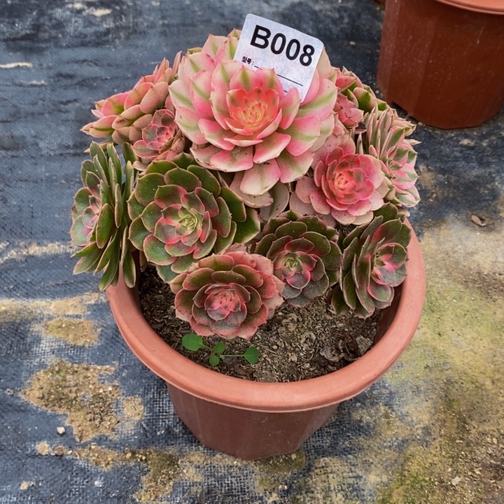 阳****?荔枝多肉植物008