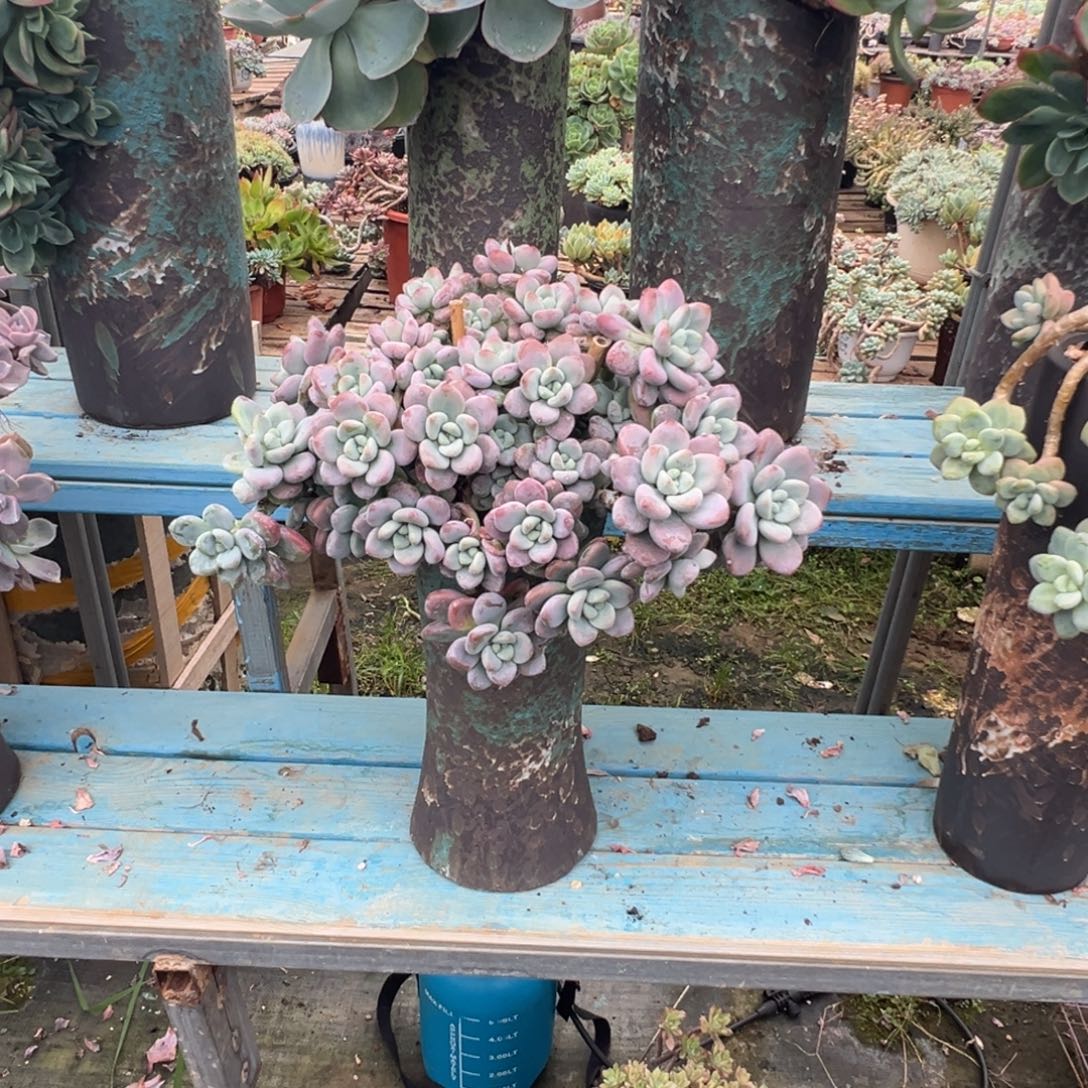 精品红洛神悬崖 裸根