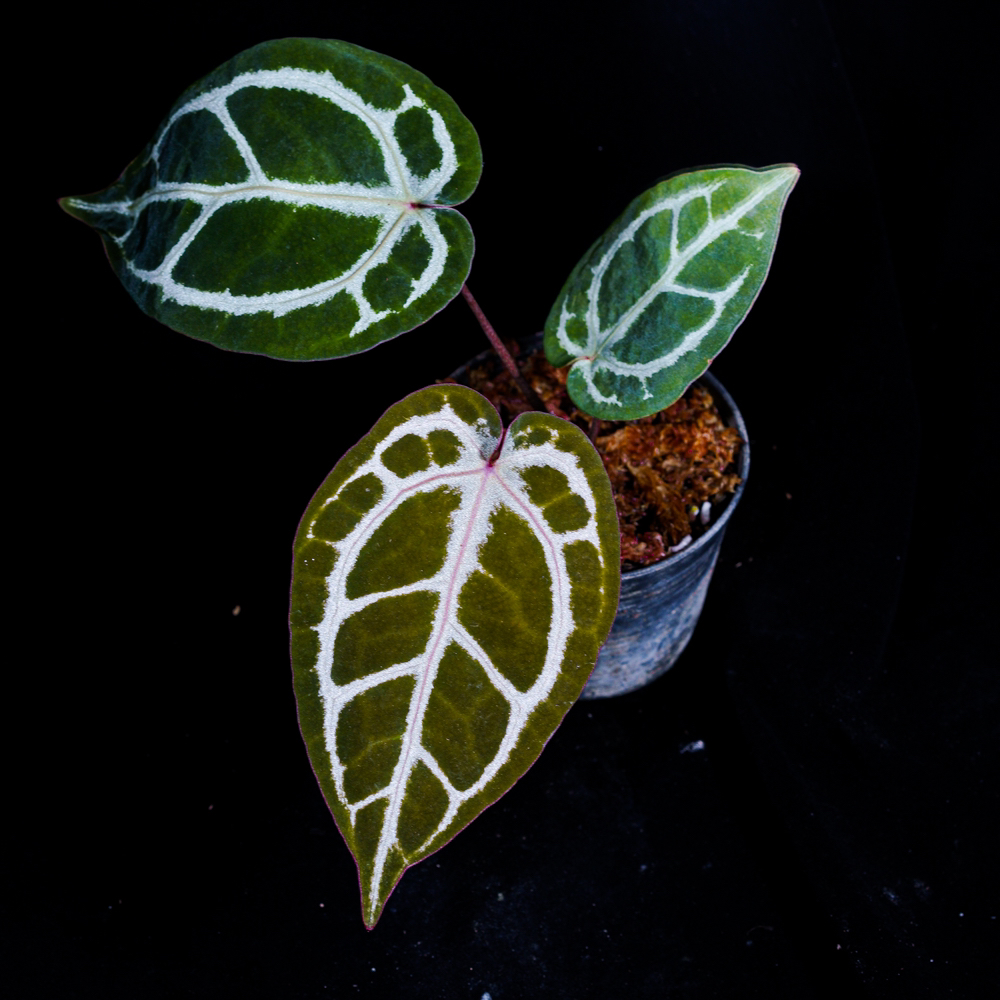 泰国进口supernursey红水晶F2花烛热植 缓苗10天 参与满减