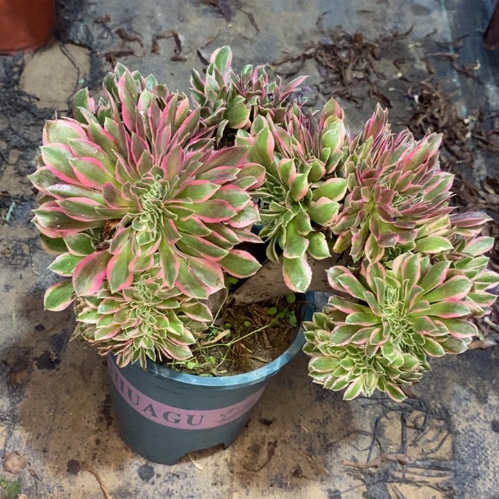 女神缀多肉植物48 