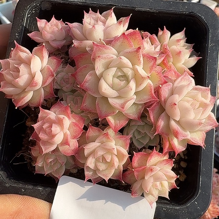 女王自然群0122-51