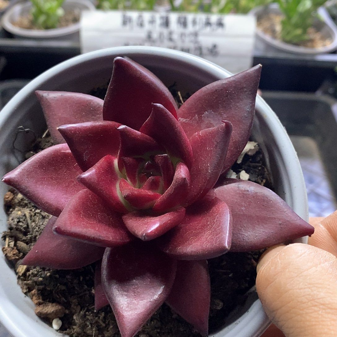 1601罗宾多肉植物