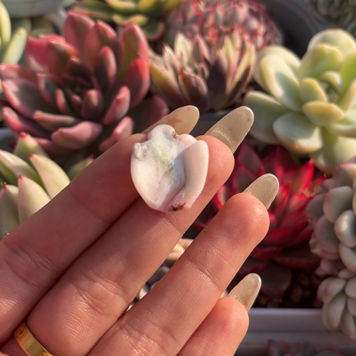 芭蕾舞者锦叶片腹轮