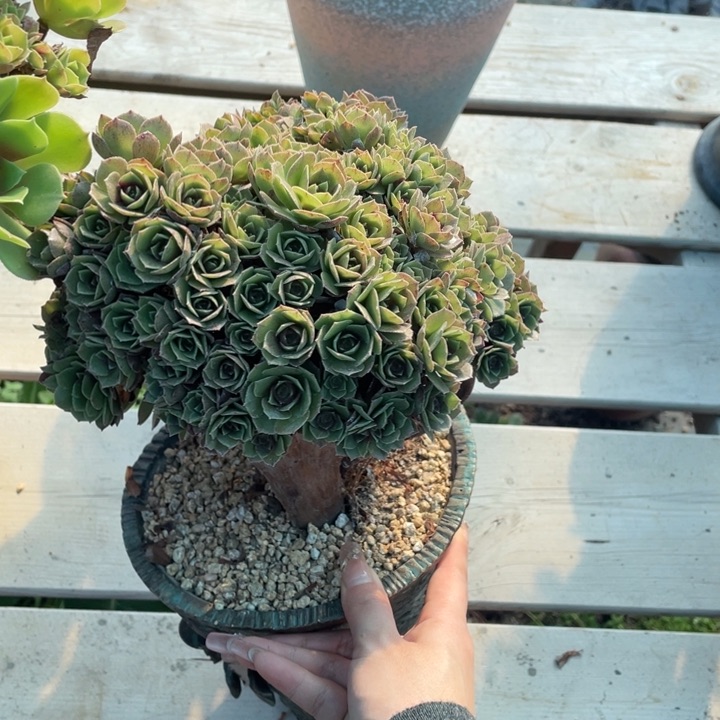 多肉葡萄和坚果的味道更浓香哦味道