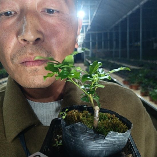 无花朵金弹子天珠069