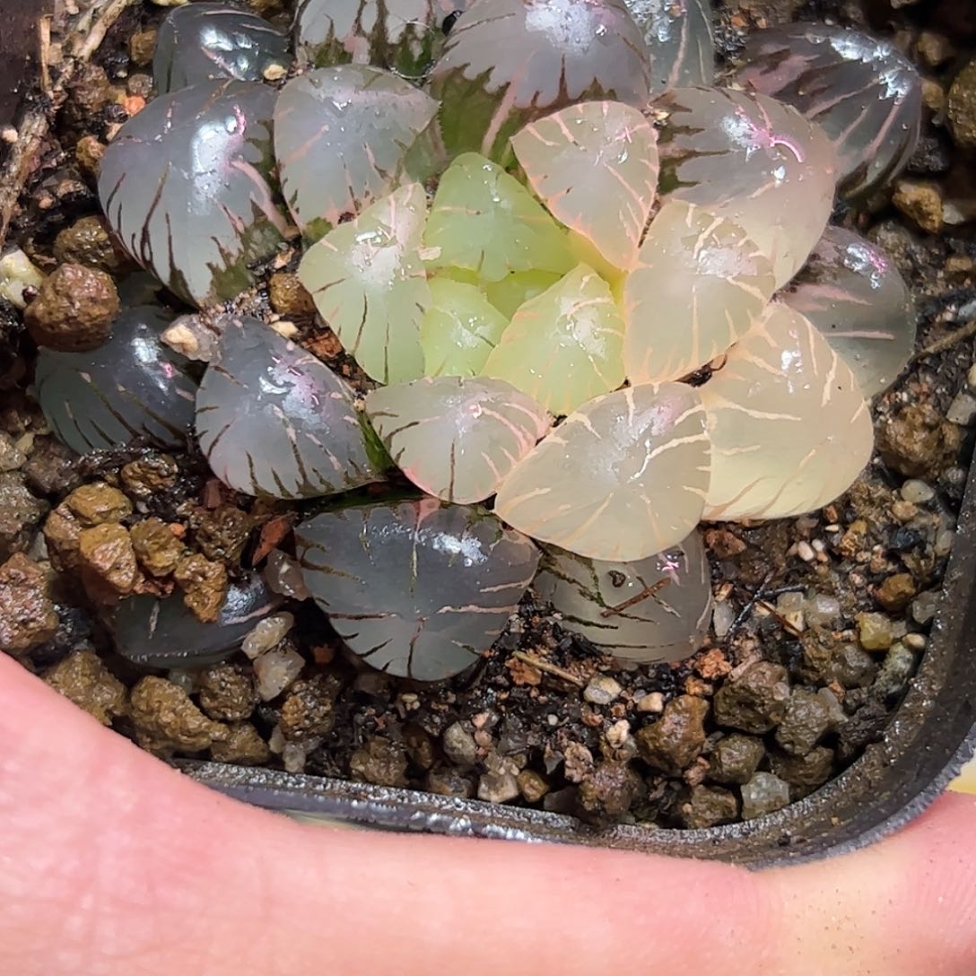 孔明灯锦十二卷多肉植物满