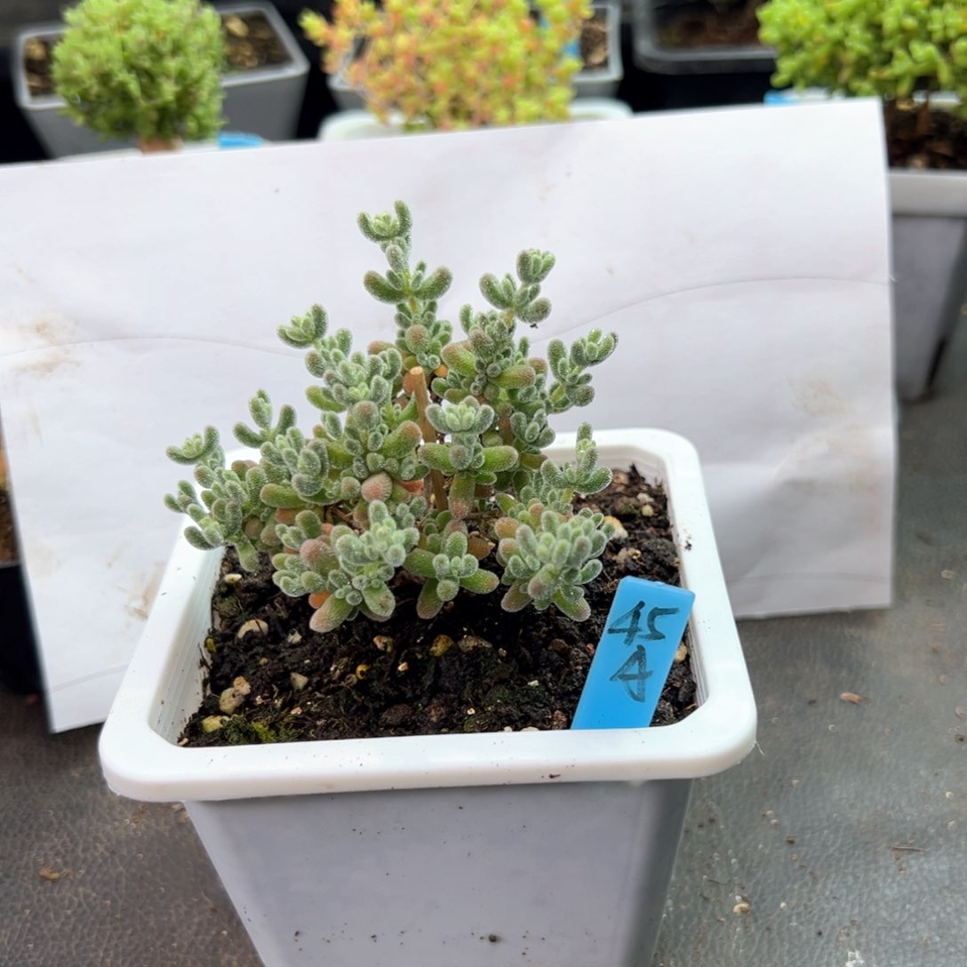 冰晶45号10厘米盆