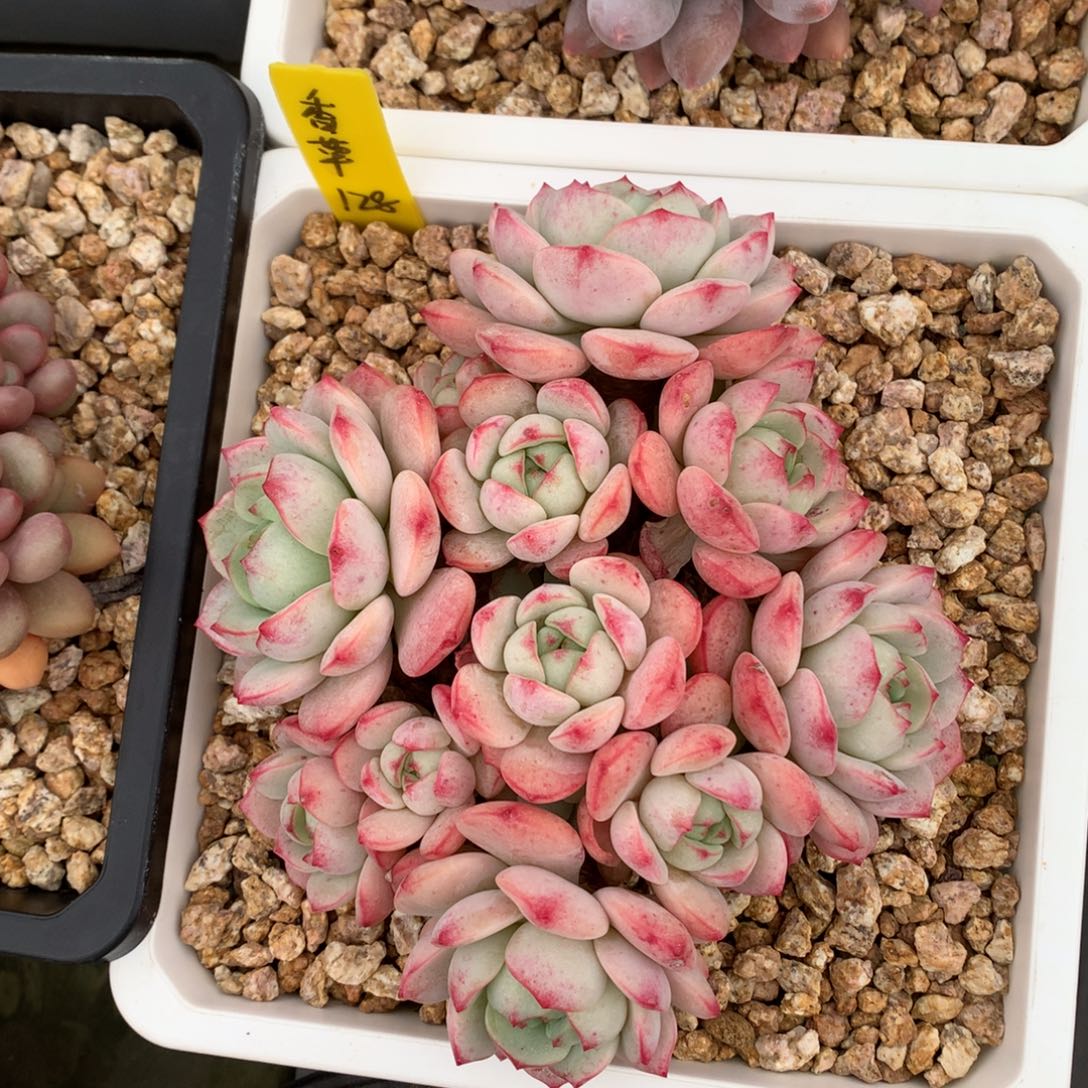 香草  多头 一颗    