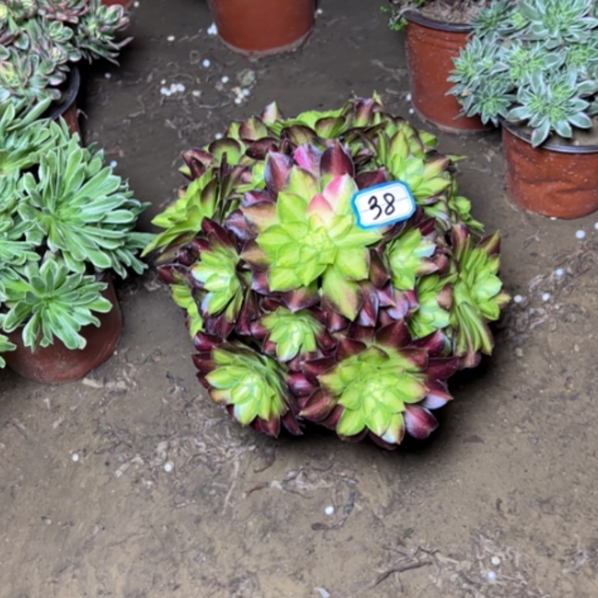 【闪购商品】多肉植物绍华38